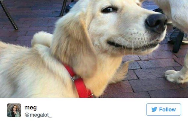 2016 was bad but these dogs are always good boys.