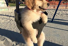 How Could You Not Love A Golden Retriever Puppy In A Swing