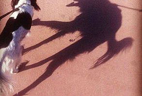 This Dog’s Shadow