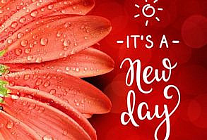 Good morning image with red flower on red background and a morning quote.