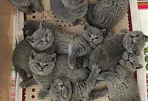 8 Super Sweet Pictures of Grey Kittens - I Can Has Cheezburger?