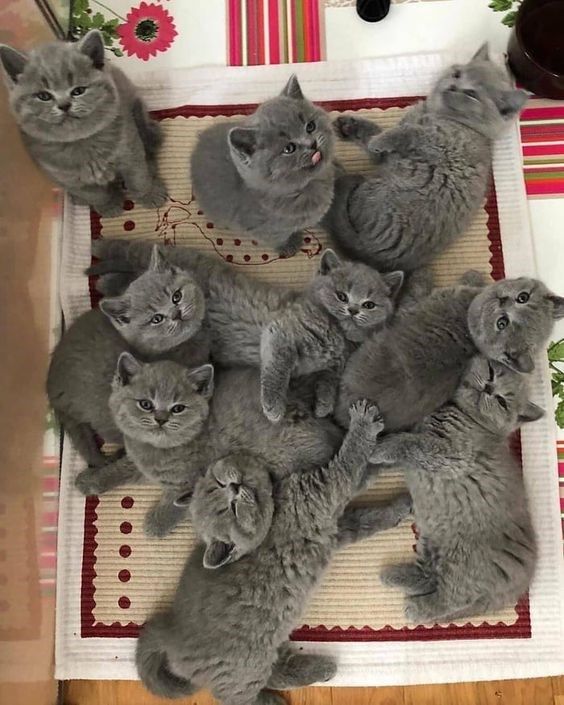 8 Super Sweet Pictures of Grey Kittens - I Can Has Cheezburger?