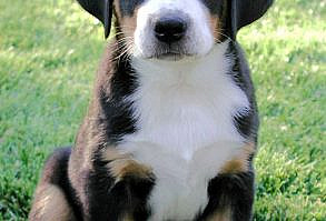 99+ Best Greater Swiss Mountain Dog Names