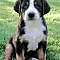99+ Best Greater Swiss Mountain Dog Names