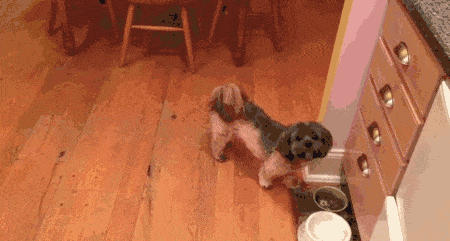When this guy uses his ice machine, the Dog attacks the Cat