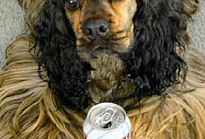 Sable A very interesting (and controversial) coat color. I could probably make a whole page of photos of sables that all have different markings. Black fur mixed in with other non-white colors is one tip-off that you might be looking at a sable.