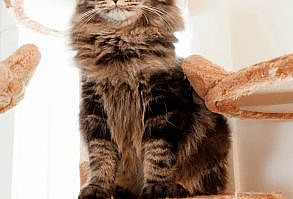 A Beginner's Guide to cat photography for photographers of all ages and skill levels!