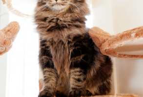 A Beginner's Guide to Cat Photography for photographers of all ages and skill levels!