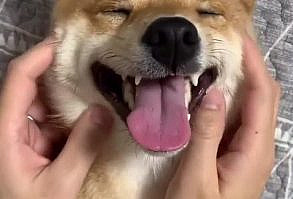 Top 5 Cutest Dogs! Guess The Ranking Of Dachshunds   This is a list of cutest dogs which always attract people who love animal. Dachshund Bonus will introduce you a list of cutest dogs based on their appearance and personalities and guess where dachshunds are in the world. Visit our blog to read more! #dachshunds #dogs