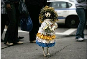 Aaawwww this is why dogs bite people!!! Haha but it is cute;)