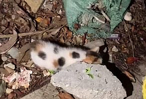 Cat Funny | Cat Cute videos | Cat Funny Videos