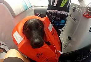 Adorable mini Dachshunds giggle their way to the tub!