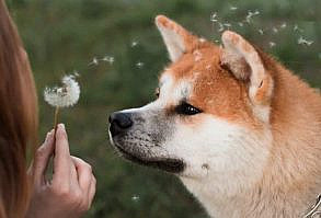 Despite fears within the community of dog breeders, there is a number who have started breeding Akita mixes. There are many different breeds that are often ...