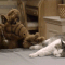 Alf’s complicated relationship with cats. | 16 Reasons We Loved NBC Sitcoms In The ’80s
