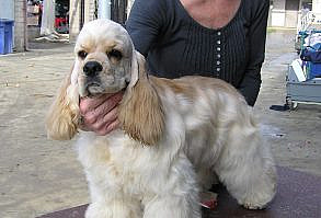 American Cocker Spaniel ~ Classic Cocker Look & Trim