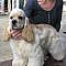 American Cocker Spaniel ~ Classic Cocker Look & Trim