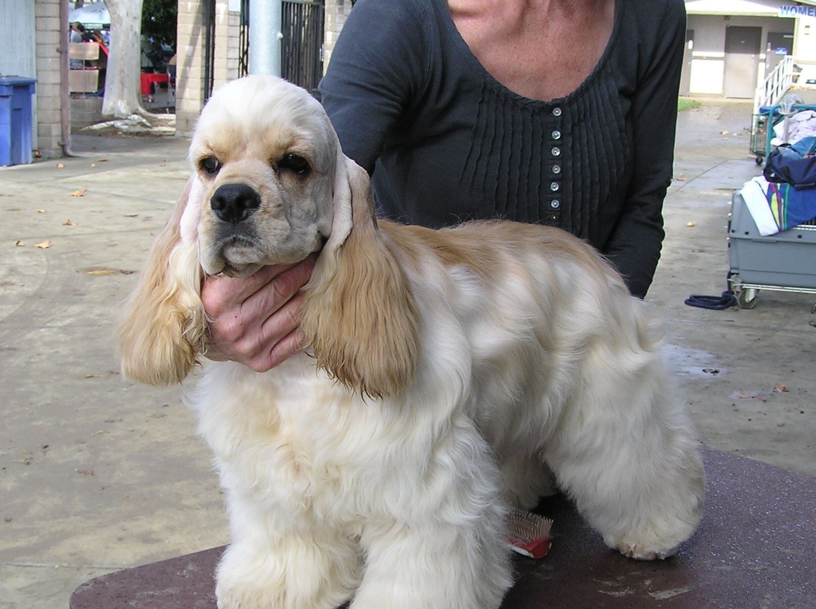 American Cocker Spaniel ~ Classic Cocker Look & Trim
