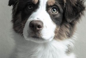 Australian Shepherd