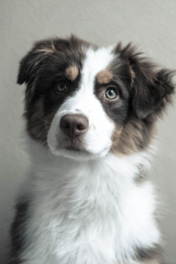 Australian Shepherd