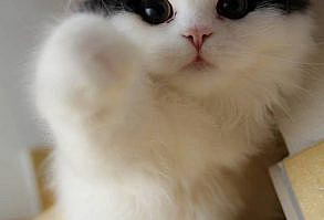 *boops computer screen*