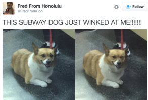 And this one who’s well aware of what they’re doing. | 21 Pictures That Prove Dogs Are Actually Completely Perfect