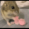 Animals Eating with Hands GIFs