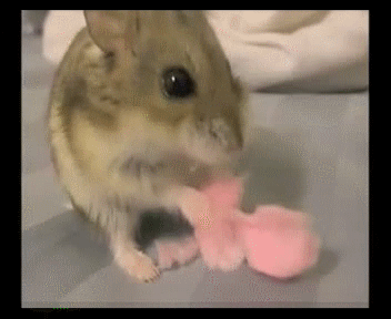 Animals Eating with Hands GIFs
