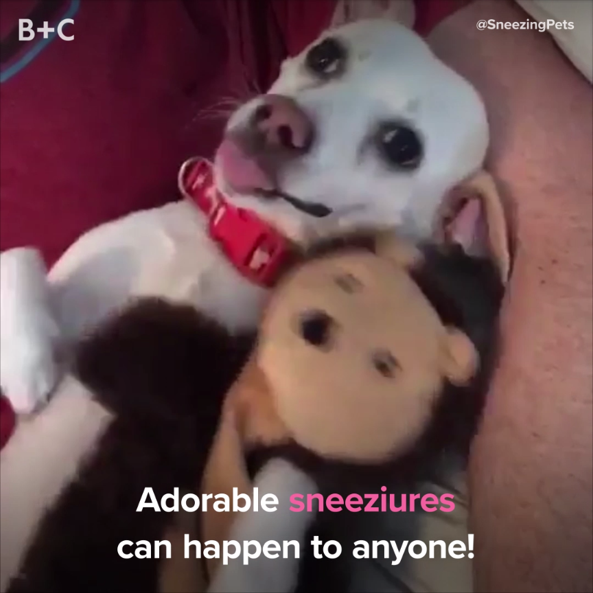 Who knew sneezes could be so cute!