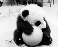 Gif of a panda with a ball