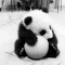 Gif of a panda with a ball