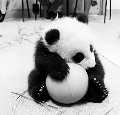 Gif of a panda with a ball