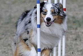 Australian Shepherd - running the weave poles on the agility course