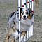 Australian Shepherd - running the weave poles on the agility course