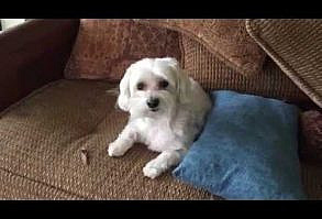 Which Dog Did the Deed?