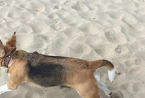 The Barmy Beagle is having #zoomies on the beach in Cornwall! Cornwall offers a great selection of dog friendly beaches, particularly for beagles off leash! There's no better way to let them roam free! #dogfriendlybeaches #beachzoomies