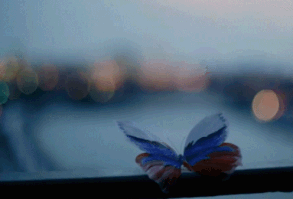 Beautiful Butterfly animals colorful butterfly fly wings gif