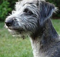 alan hayball artist and caricaturist: Bedlington whippet cross