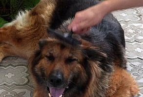 Nov 24, 2020 - Looking for the best dog brush for your German Shepherd? We've got your short or long coated pup covered with reviews of our favorite brushes!