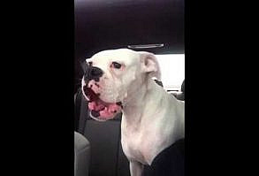 "Boxer dog mad at me about leaving the dog park"