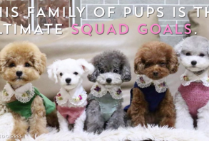 This family of dogs is the ultimate squad goals.