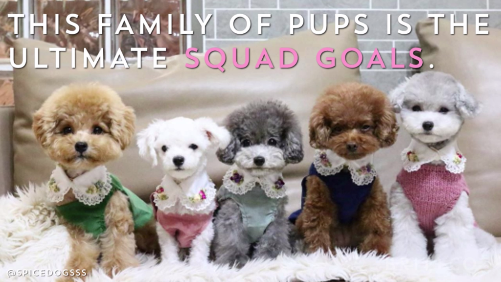 This family of dogs is the ultimate squad goals.