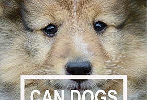 Some dogs show more interest in TV than others. Can dogs really see what is on the screen and interpret what is going on? Many owners think they can.