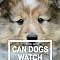 Some dogs show more interest in TV than others. Can dogs really see what is on the screen and interpret what is going on? Many owners think they can.