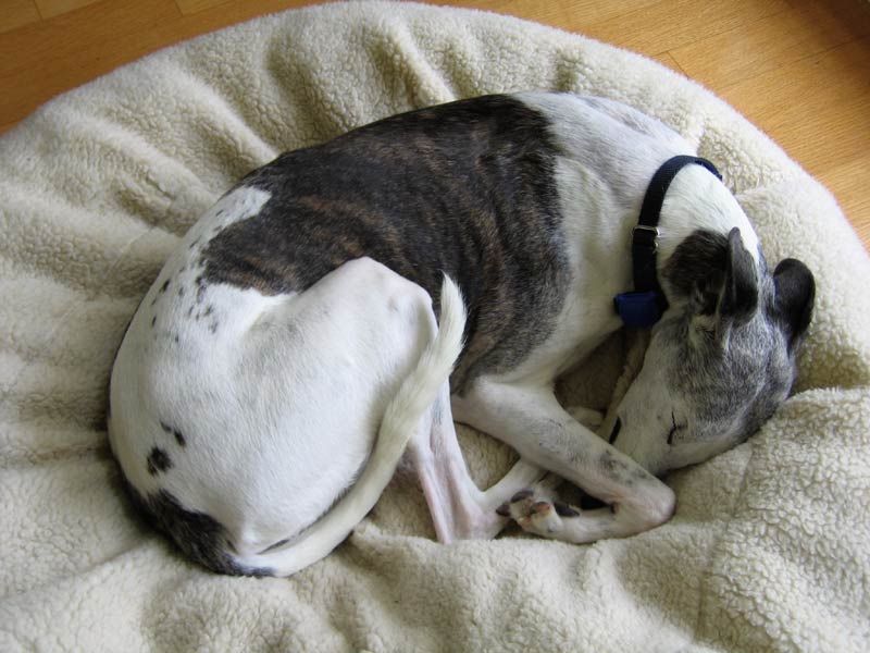 Care of the Senior Whippet