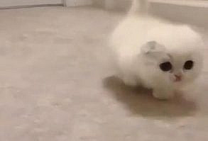 #cat #catsofinstagram #catlovers #TrTtcatvideos #animals