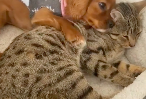 Cat And Puppy Besties Are Completely
