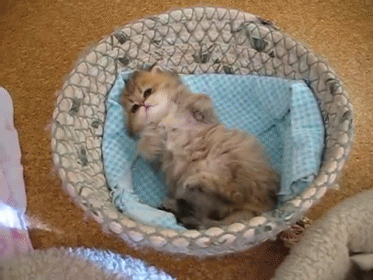 Popular GIF