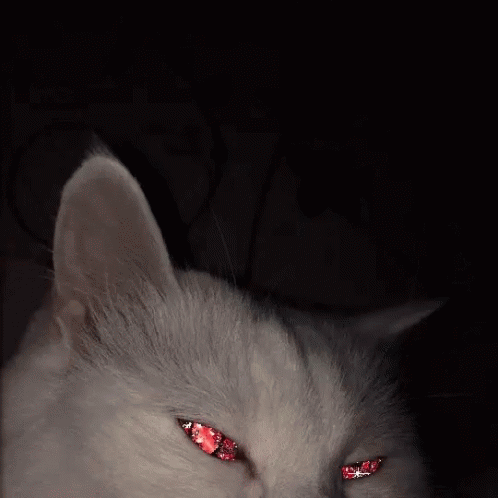 Cat Glitter GIF - Cat Glitter Kitty - Discover & Share GIFs