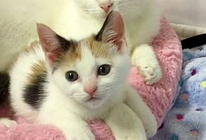 Cat Mom Rescued Along With Her Surviving Kitten - She Wouldn't Let Her Go - Love Meow