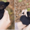 We think these adorable gifs of baby bats will do the work.#cutebats #bats #babybats #batday #batgifs #animalgifs